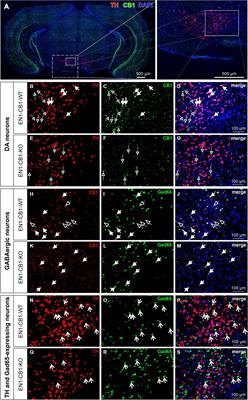 Cannabinoid type-1 receptor signaling in dopaminergic Engrailed-1 expressing neurons modulates motivation and depressive-like behavior